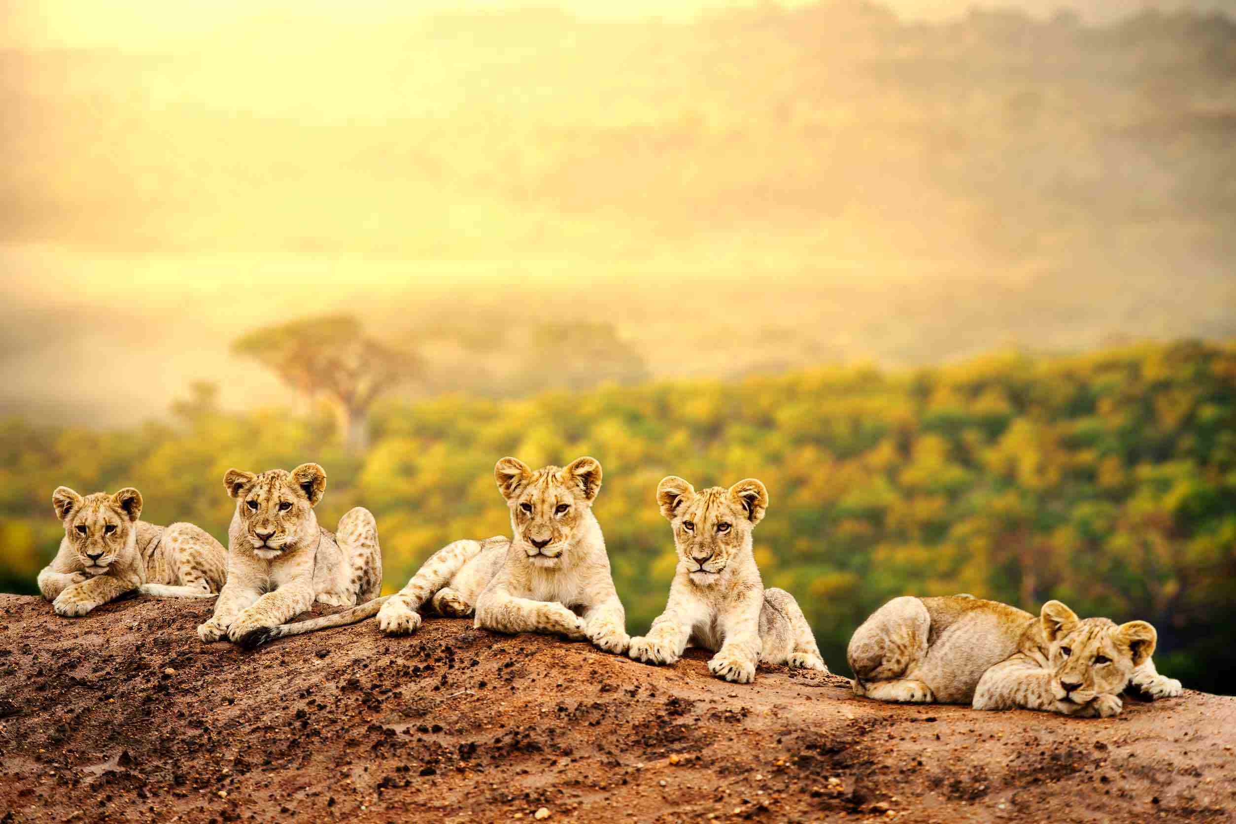 Africa Safari – Choosing The Right One